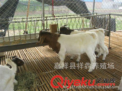 出欄 波爾山羊 純種 公羊 3--5代波爾山羊 羊苗原始圖片3