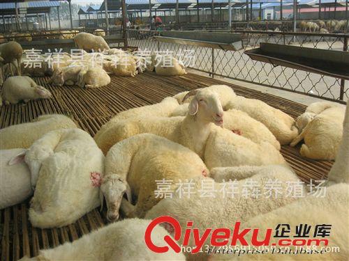 大量銷售小尾寒羊 種羊 羊羔 祥犇養殖場 優質供應