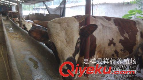 供應(yīng) 肉牛 魯西黃牛犢