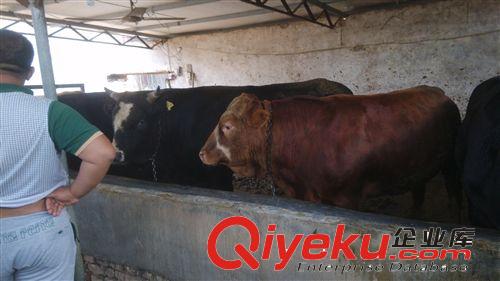 個(gè)體養(yǎng)殖場 急售一批黃牛犢 魯西黃牛 屠宰牛 架子牛 歡迎選育