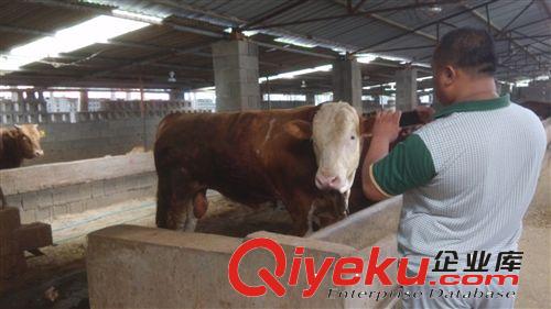 個(gè)體養(yǎng)殖場 急售一批黃牛犢 魯西黃牛 屠宰牛 架子牛 歡迎選育原始圖片2
