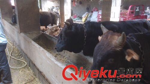 個(gè)體養(yǎng)殖場 急售一批黃牛犢 魯西黃牛 屠宰牛 架子牛 歡迎選育原始圖片3