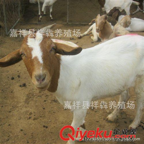 供應獺兔 肉兔 孕兔 品種優質獺兔