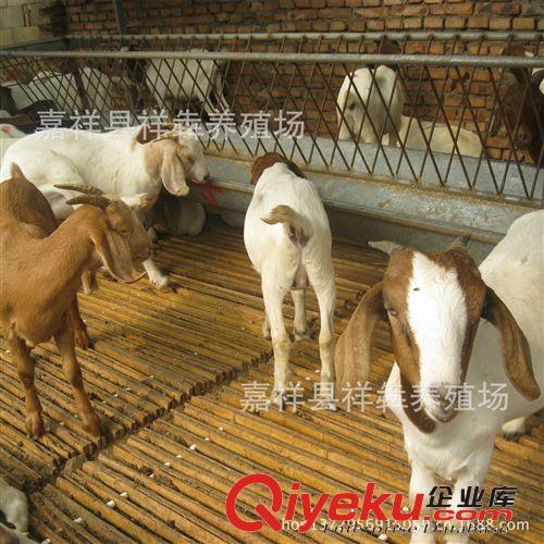 供應獺兔 肉兔 孕兔 品種優質獺兔