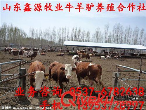 一頭西門塔爾牛犢價格 一頭肉牛養殖成本 養殖西門塔爾牛原始圖片3