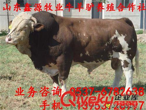 300-600斤西門塔爾牛犢價格 噸牛西門塔爾牛 養(yǎng)殖肉牛利潤