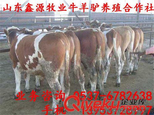 300-600斤西門塔爾牛犢價格 噸牛西門塔爾牛 養(yǎng)殖肉牛利潤