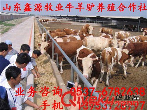 西門塔爾肉牛網  西門塔爾牛犢 肉牛價格優惠 貨比三家原始圖片2