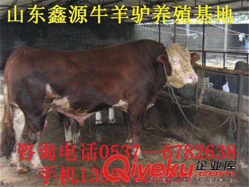批發/采購改良西門塔爾牛西門塔爾牛價格優質西門塔爾牛犢價格原始圖片3