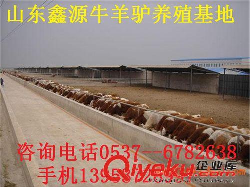 山東肉牛犢牛犢價格、西門塔爾牛養(yǎng)殖場、肉牛繁育基地原始圖片2