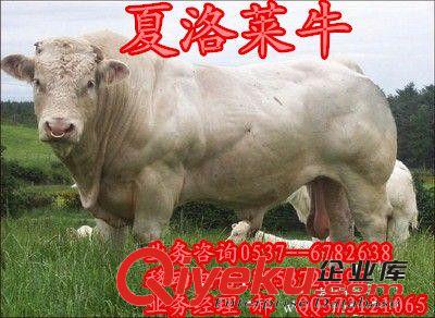 西門塔爾牛肉牛犢~小肉牛犢價格--優質肉牛犢批發/鑫源肉牛養殖