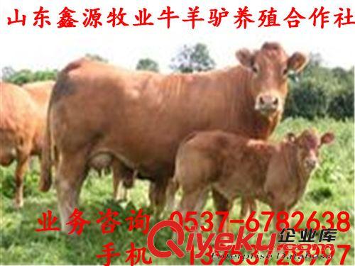 魯西黃牛牛犢價(jià)格 魯西黃牛養(yǎng)殖場(chǎng) 山東濟(jì)寧黃牛一斤多少錢(qián)