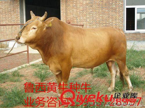 牛_肉牛_牛犢魯西黃牛_西門塔爾牛