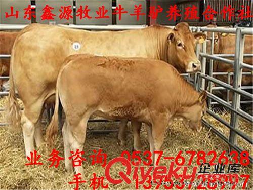 批發(fā)/供應(yīng)肉牛_改良魯西黃牛_魯西黃牛價(jià)格_優(yōu)質(zhì)魯西小牛犢