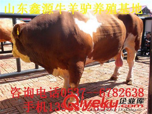 山東魯西黃牛_大型肉牛_犢牛苗增重快_小牛犢價(jià)格便宜/鑫源黃牛網(wǎng)