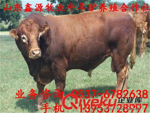 魯西黃牛_肉牛犢{zx1}報(bào)價(jià)_3-6月齡_西門(mén)塔爾牛_夏洛萊牛價(jià)格