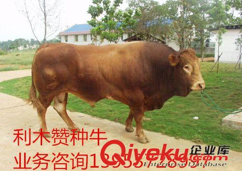 介紹肉牛品種_肉牛犢的價格_出欄肉牛苗的養(yǎng)殖技術/價格面議