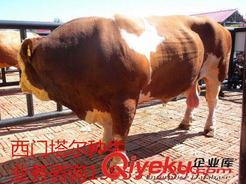 介紹肉牛品種_肉牛犢的價格_出欄肉牛苗的養(yǎng)殖技術/價格面議