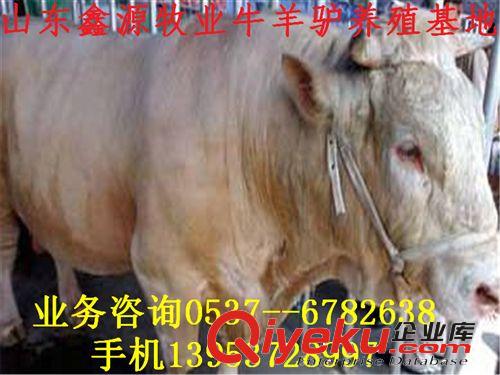 選購肉牛_良種肉牛介紹_出售3-8個月肉牛犢_種牛價格