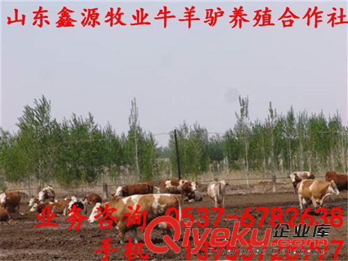 什么肉牛增重快_那種肉牛養(yǎng)殖效益好_肉牛犢在什么價(jià)格/山東肉牛