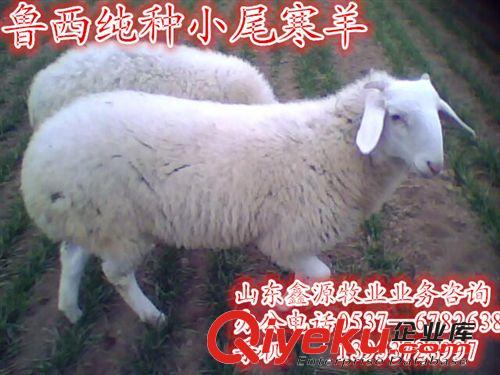 種羊_小尾寒羊的飼養(yǎng)技術(shù)_純種小尾寒羊價(jià)格