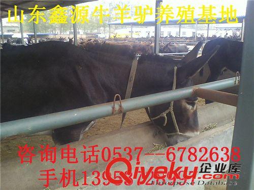 肉驴绿色养殖 肉驴价格走向 肉驴成本咨询