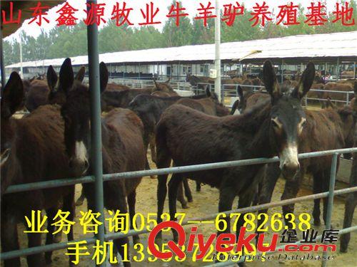 驢肉市場生意火爆 養(yǎng)驢市場看好 提供肉驢 德州驢苗
