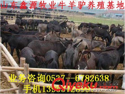 中秋肉驢新上市 德州驢【烏頭驢.三粉驢】關中驢價格原始圖片2