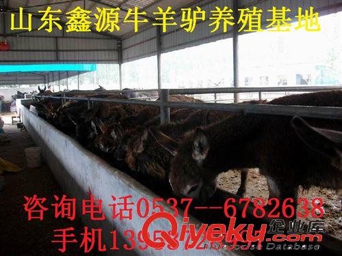 中秋肉驢新上市 德州驢【烏頭驢.三粉驢】關中驢價格原始圖片3