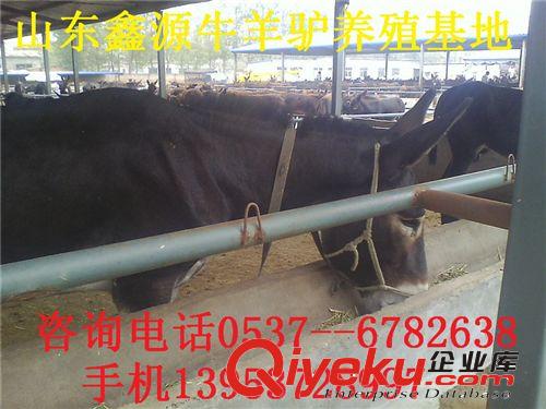 小毛驢怎么養殖好 棚舍的搭建 山東華北肉驢的購進價格