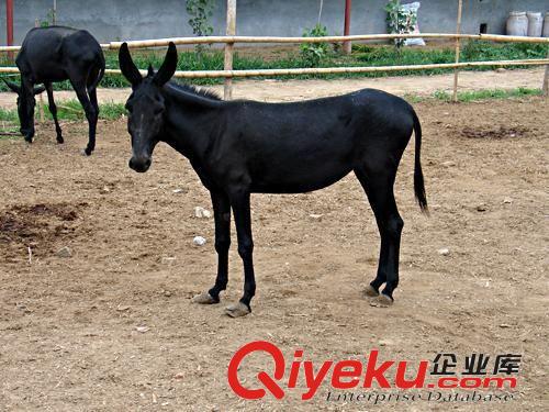 肉驢養殖場—驢苗—了解小肉驢價格來鑫源牧業