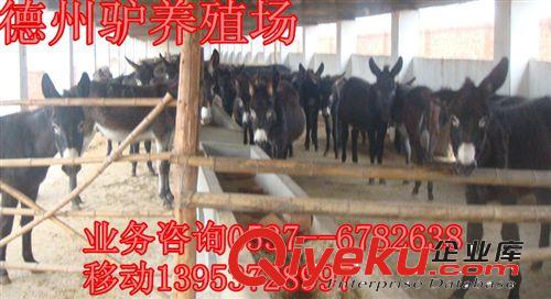 肉驴、山东德州驴—关中驴—华北驴待售中