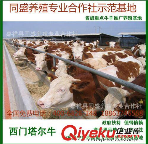 提供肉牛養殖場 小黃牛 牛苗價格 純種西門塔爾牛牛犢 改良肉牛