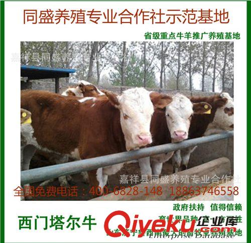 提供肉牛養殖場 小黃牛 牛苗價格 純種西門塔爾牛牛犢 改良肉牛