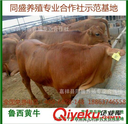 廣東牛苗價格 小黃牛價格 廣東適合什么品種的牛犢 三元雜交牛