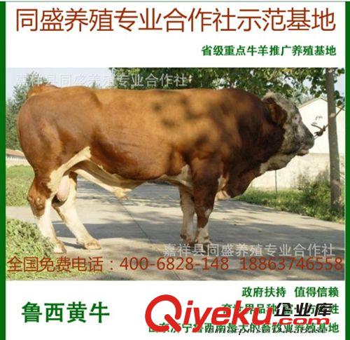 廣東牛苗價格 小黃牛價格 廣東適合什么品種的牛犢 三元雜交牛