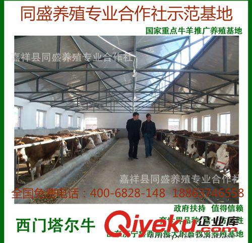 湖南黃牛價格 改良三元雜交牛 肉牛品種 西門塔爾牛 牛苗價格