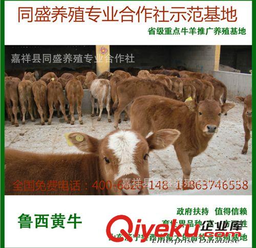 牛舍建設(shè) 牛羊養(yǎng)殖資料 養(yǎng)殖20頭牛大約需要多大地方 肉牛價(jià)格原始圖片3