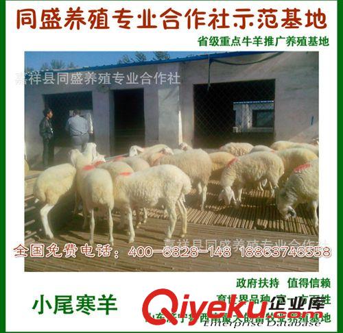 純種小尾寒羊多少錢一只 懷孕母羊 羔羊價格 純種小尾寒羊種羊