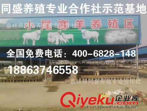 純種小尾寒羊多少錢一只 懷孕母羊 羔羊價格 純種小尾寒羊種羊
