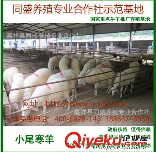 純種小尾寒羊價(jià)格 小尾寒羊肉羊價(jià)格 出售80斤到150斤肉羊