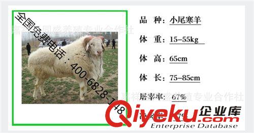 純種小尾寒羊價(jià)格 小尾寒羊肉羊價(jià)格 出售80斤到150斤肉羊