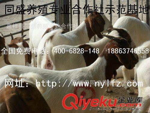 肉羊行情 波爾山羊 白山羊肉羊價(jià)格 羊苗價(jià)格 育肥羊價(jià)格