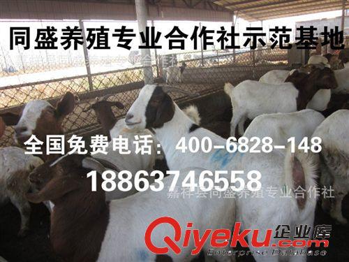 肉羊行情 波爾山羊 白山羊肉羊價(jià)格 羊苗價(jià)格 育肥羊價(jià)格