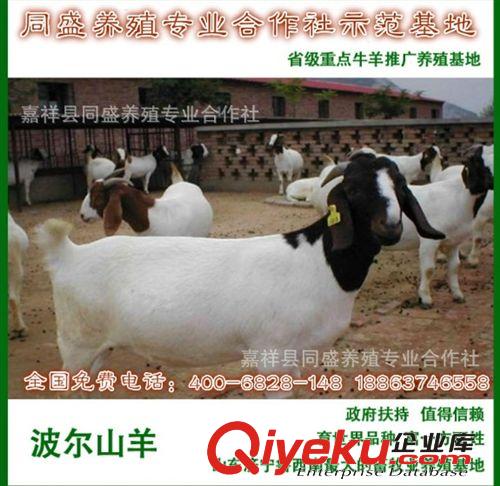什么地方有純種波爾山羊 羔羊 懷孕母羊 波爾山羊肉羊價格