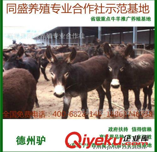 肉驢犢價(jià)格 德州驢 烏頭驢 三粉驢 驢苗價(jià)格 肉驢犢 活驢 驢苗