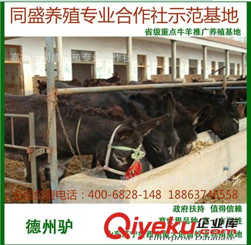 肉驢犢 肉驢苗 德州驢 烏頭驢 三粉驢價(jià)格 活驢價(jià)格 肉驢犢技術(shù)