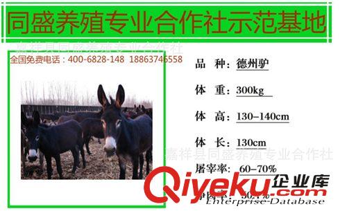 肉驢犢 肉驢苗 德州驢 烏頭驢 三粉驢價(jià)格 活驢價(jià)格 肉驢犢技術(shù)