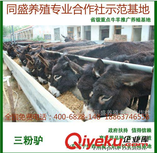 肉驢犢 肉驢苗 德州驢 烏頭驢 三粉驢價(jià)格 活驢價(jià)格 肉驢犢技術(shù)