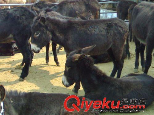 山東肉驢價(jià)格 提供德州驢 三粉驢、烏頭驢 免費(fèi)提供肉驢養(yǎng)殖技術(shù)